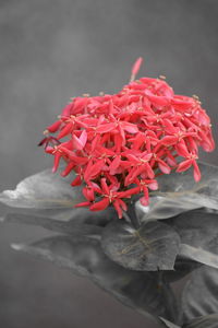 Close-up of red flowers against blurred background