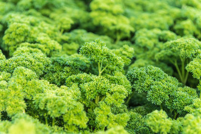 Full frame shot of green plants