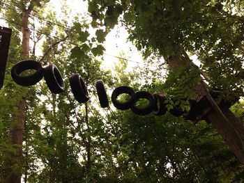 Low angle view of trees