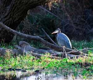 Bird on tree trunk