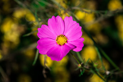 Close-up of pink cosmos flower