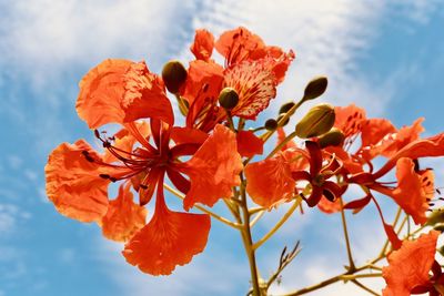 Close-up of orange flowering plant against sky