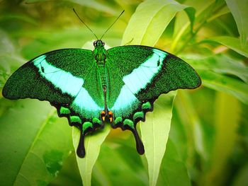 Close-up of butterfly on plant