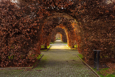 View of trees in park