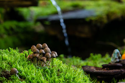 Close-up of mushrooms on moss