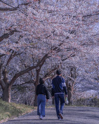 Rear view of people walking on cherry blossom