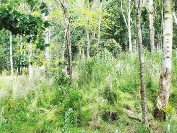 View of trees in forest