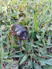 Close-up of an animal on grass