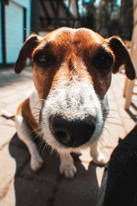 Close-up portrait of dog outdoors