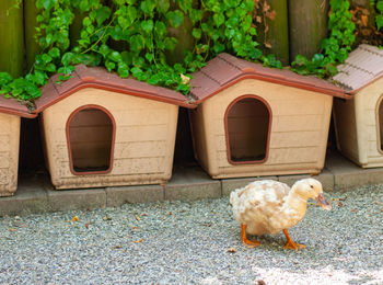 Kennels for ducks in cheerful farm.