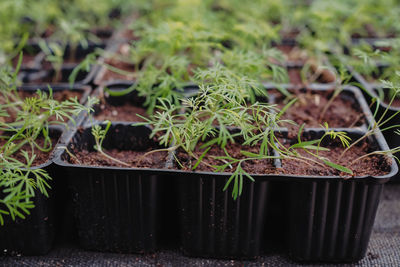 Close-up of potted plant