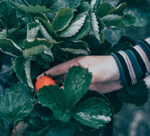 Close-up of hand holding leaves