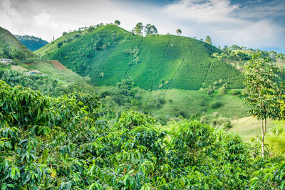 Scenic view of tree mountains against sky