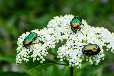 Close-up of butterfly pollinating on flower