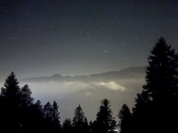 Low angle view of trees against sky at night