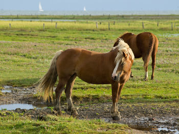 Horses on juist