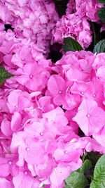 Full frame shot of pink flowers
