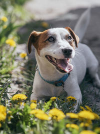 Close-up of dog looking away