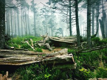 View of trees in forest