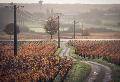 View of vineyard against sky