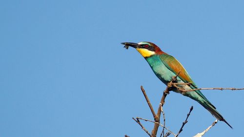 Low angle view of birds perched against clear blue sky