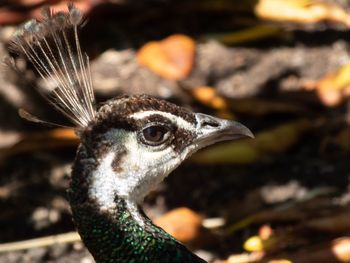 Close-up of a bird