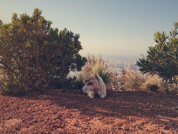 Dog on landscape against clear sky