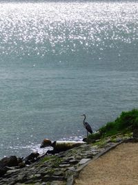 Seagull perching on rock by sea