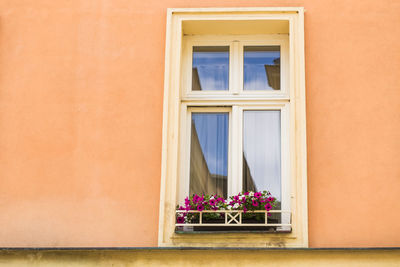 Potted plant against window of building