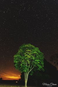 Trees against sky at night