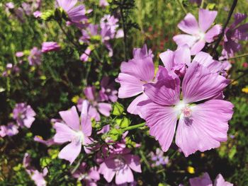 Close-up of pink flowering plants