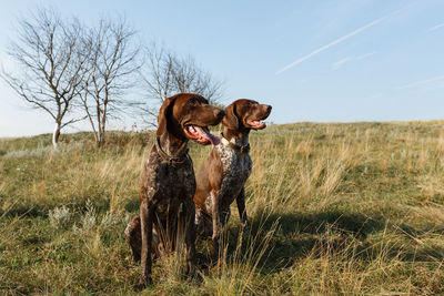 Horse dog on field