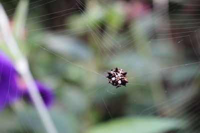 Close-up of spider on web