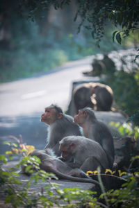 Monkey sitting on a pillar