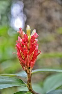 Close-up of red flower