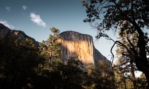 Low angle view of trees against mountain