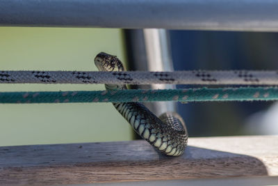 Close-up of snake