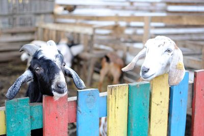 Close-up of goat on wooden post