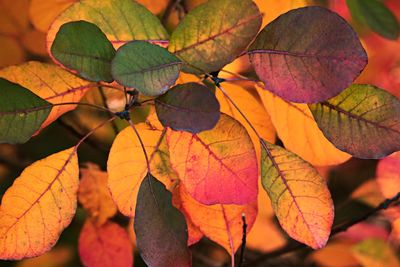 Close-up of green leaves