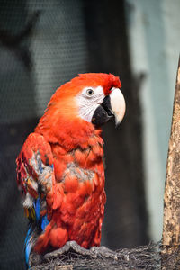 Nature is the art of god