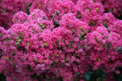 Close-up of pink flower tree