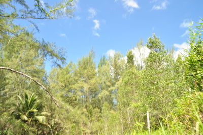 Panoramic view of forest against sky