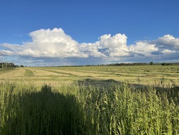 Scenic view of agricultural field against sky