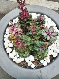 High angle view of potted plant