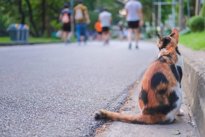 Dog on street in city