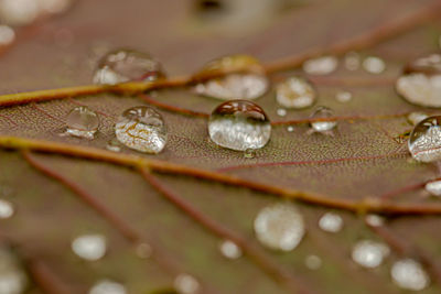 Close-up of raindrops on leaves