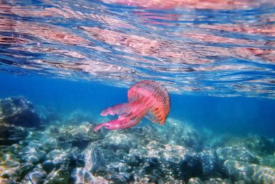 High angle view of swimming in sea