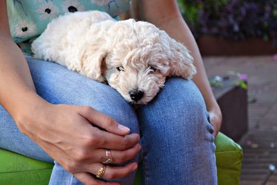 Midsection of woman with dog relaxing on hand