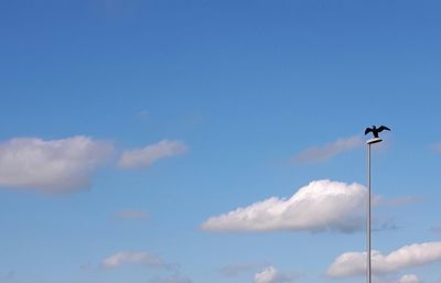 Low angle view of bird perching on blue sky