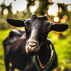 Close-up portrait of cow